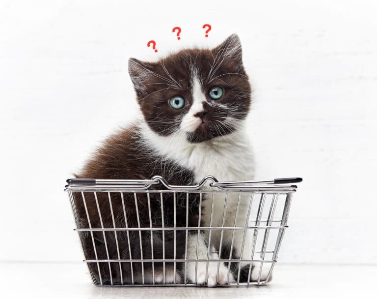 Chat dans un panier shopping